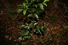 Cryptocarya sclerophylla