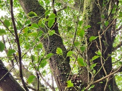 Trochodendron aralioides
