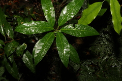 Croton verreauxii