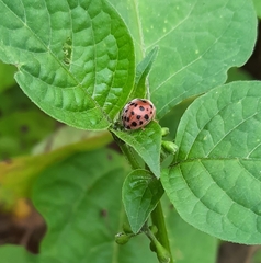 Henosepilachna vigintioctopunctata