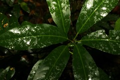 Croton verreauxii