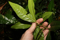 Croton verreauxii