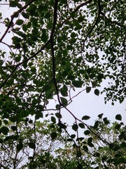 Trochodendron aralioides