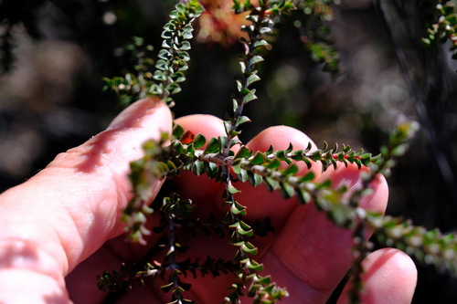 Image of Melaleuca variegata by (c) Peter Crowcroft, some rights reserved (CC BY)