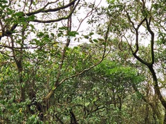 Trochodendron aralioides