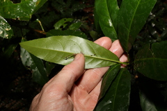 Croton verreauxii