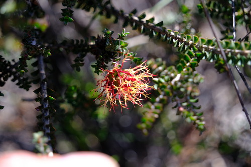 Image of Melaleuca variegata by (c) Peter Crowcroft, some rights reserved (CC BY)