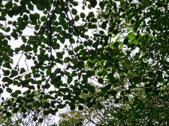 Trochodendron aralioides