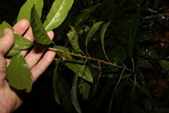 Croton verreauxii