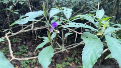 Strobilanthes longespicatus