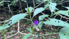 Strobilanthes longespicatus