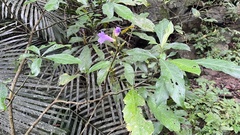 Strobilanthes longespicatus