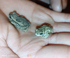 Rhinella spinulosa