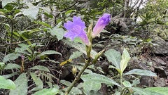 Strobilanthes longespicatus