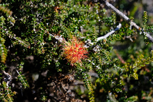 Image of Melaleuca variegata by (c) Peter Crowcroft, some rights reserved (CC BY)