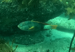 Notolabrus gymnogenis