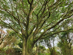 Trochodendron aralioides