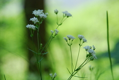 Asperula tinctoria