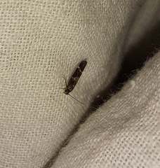 Mompha subbistrigella