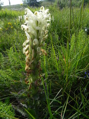 Pedicularis comosa