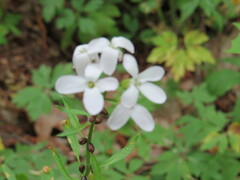 Cardamine bulbifera