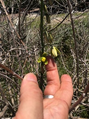 Albuca fragrans