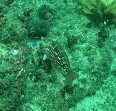 Notolabrus gymnogenis