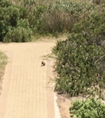 Herpestes pulverulentus