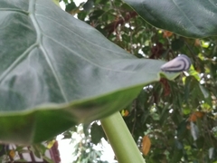 Bythopsyrna copulanda