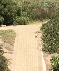 Herpestes pulverulentus