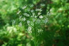 Pleurospermum uralense