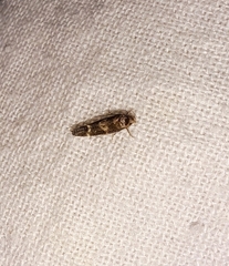 Mompha subbistrigella