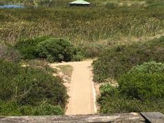 Herpestes pulverulentus