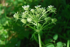Pleurospermum uralense