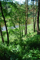 Pleurospermum uralense