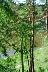 Pleurospermum uralense