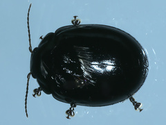 Paropsisterna morio