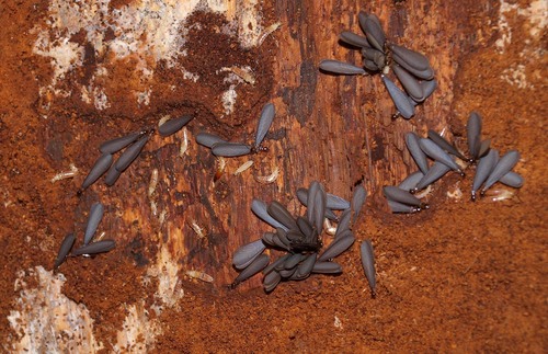 Stolotermes