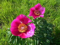 Paeonia officinalis