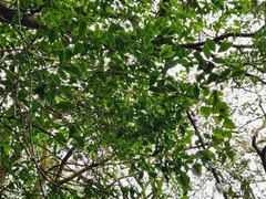 Trochodendron aralioides