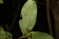Arytera distylis