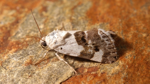 Pale Shoulder