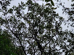 Trochodendron aralioides