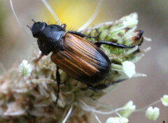 Phyllotocus apicalis