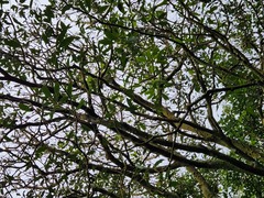 Trochodendron aralioides