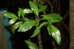 Pavetta australiensis