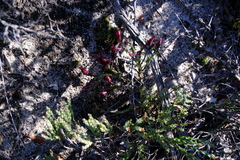 Darwinia speciosa
