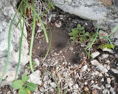 Myrmeleon formicarius