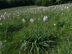 Asphodelus macrocarpus