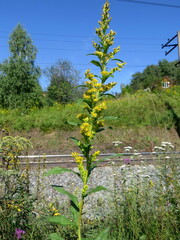 Solidago × niederederi